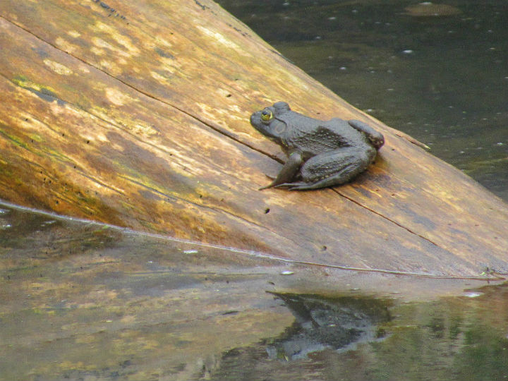 American Bullfrog